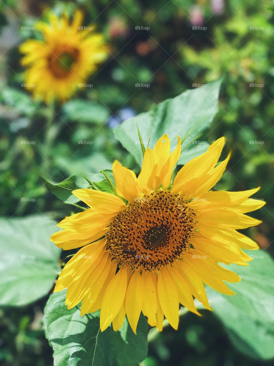 Sunflowers 