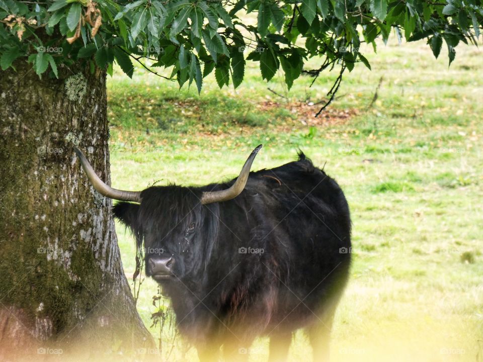Scottish black bull