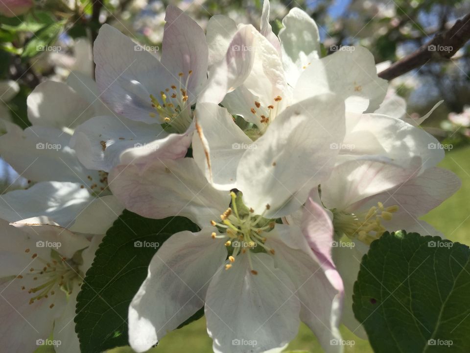 Apple blossoms 