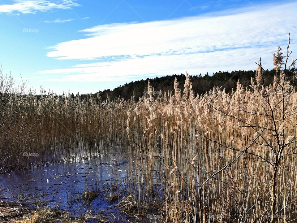 Reed Close-up by the lake in winter time