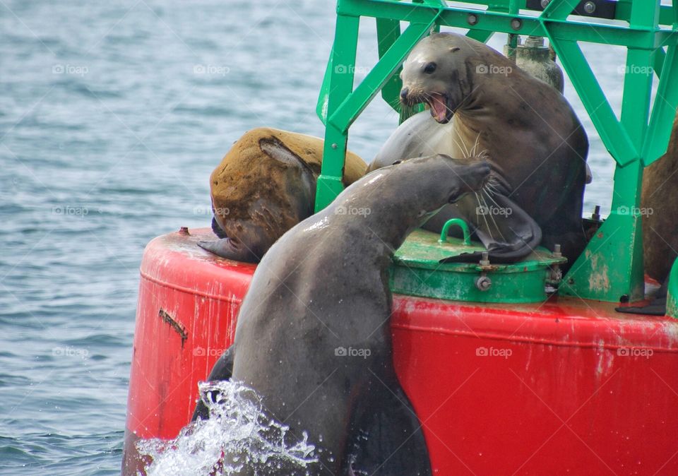 Sea lion confrontation 