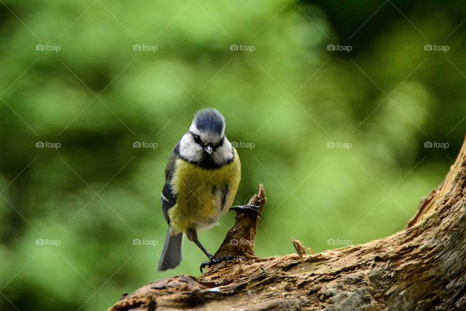 Close-up of bird on branch