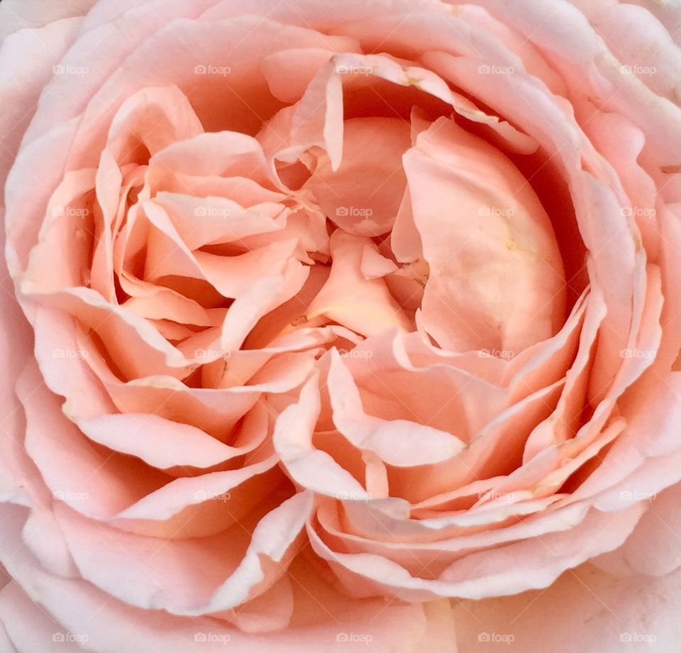 Light orange rose inside 