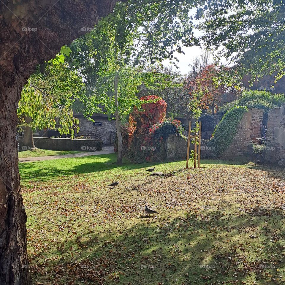 autumn coĺours park. leaves grass