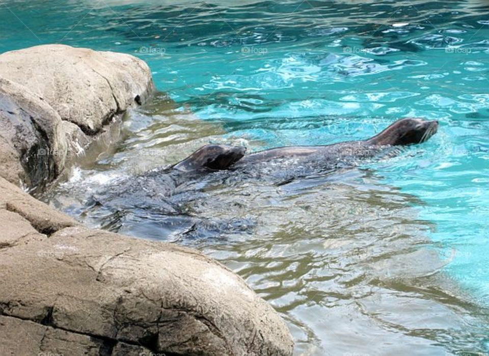 seals swimming in the water