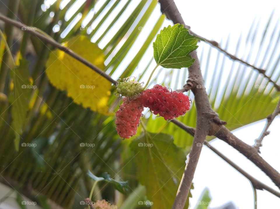 Fresh fruits on tree