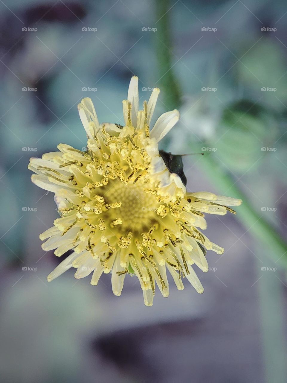 Yellow flower blooming