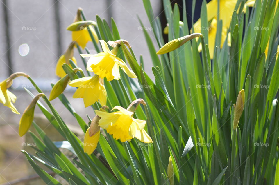 Yellow flowers blooming in field