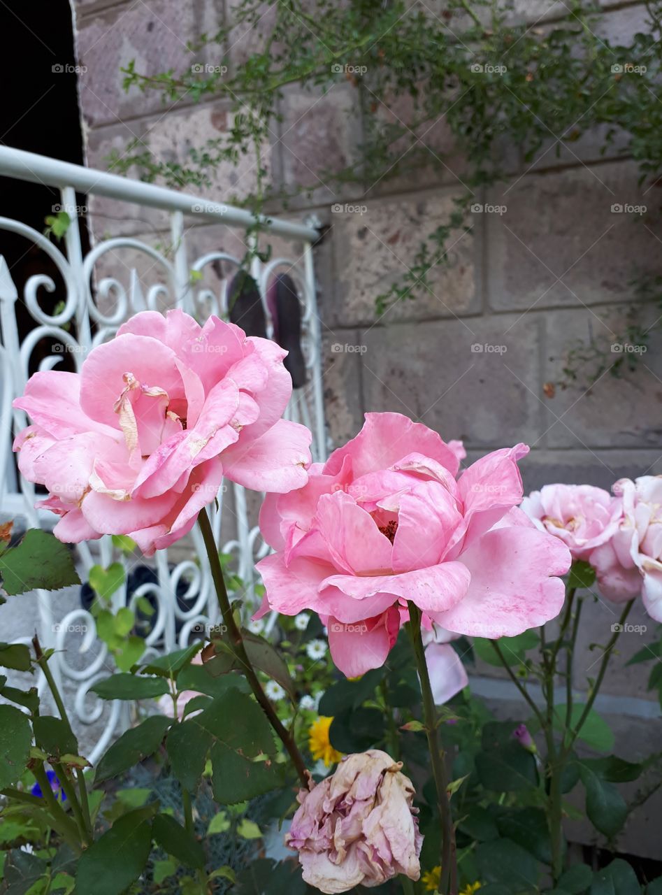 Beautiful pink roses in the garden