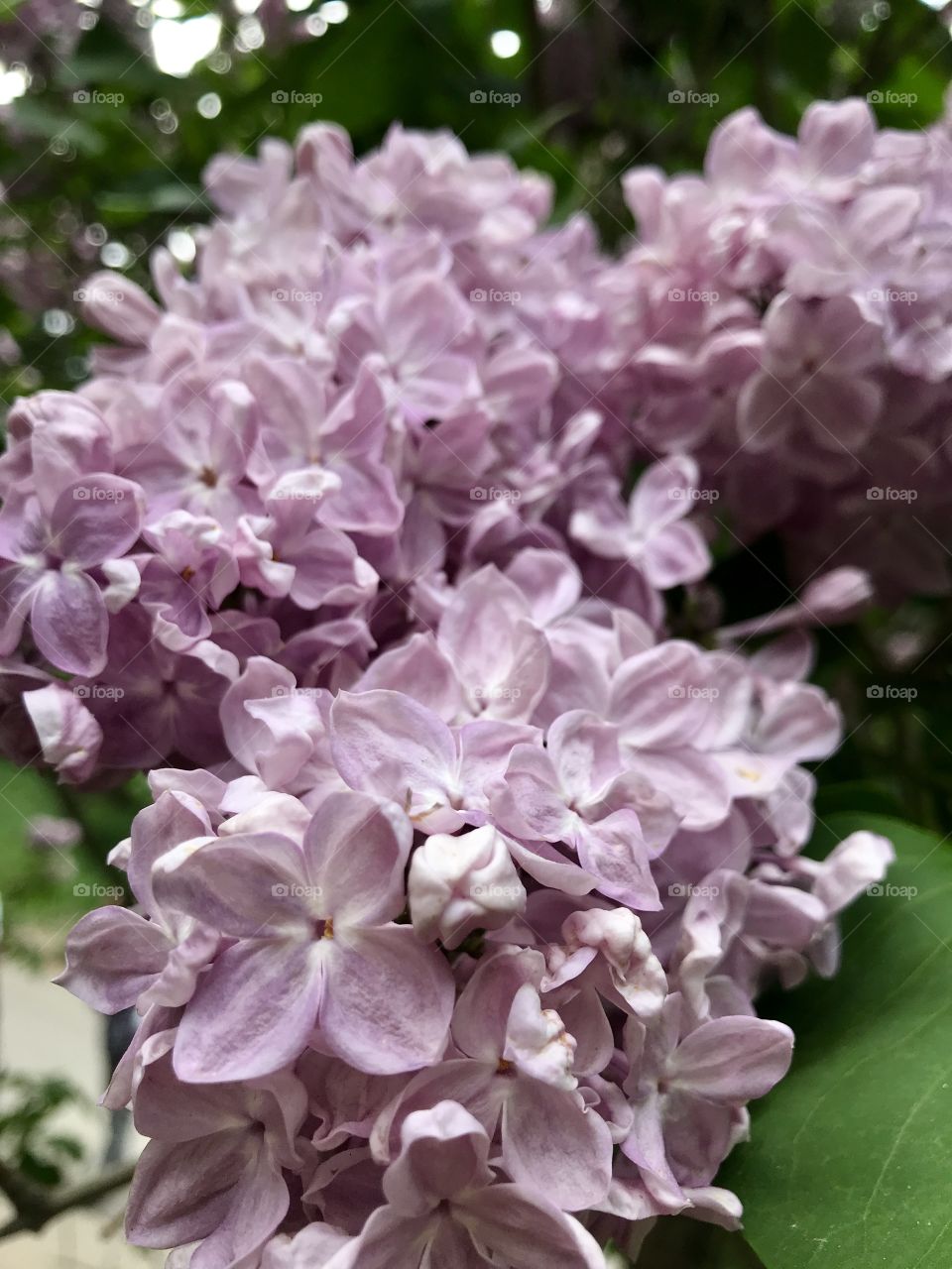 blooming lilac in the botanical garden of the city of Kiev