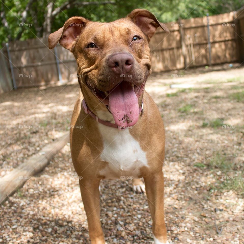 Smiling Pitbull