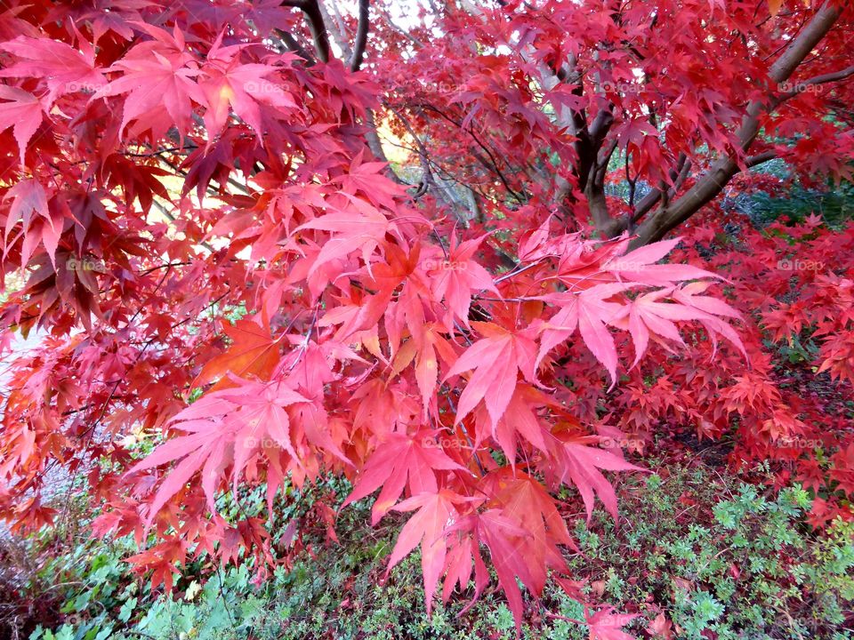 red maple leafs