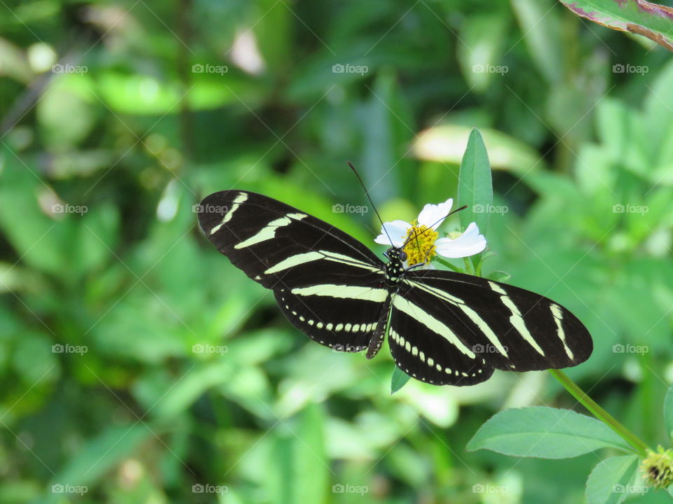 Zebra longwing