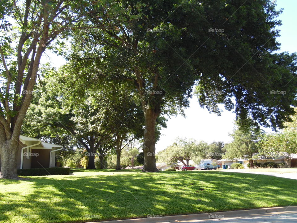 shade tree 🎄. This is a picture of a shaded lawn. 👣 🚶 🏃 🔥 💨