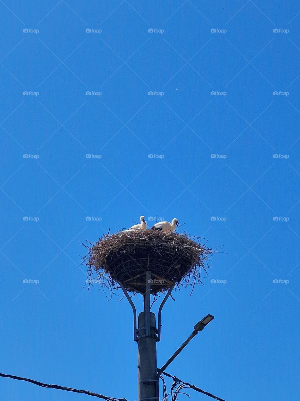 stork's nest