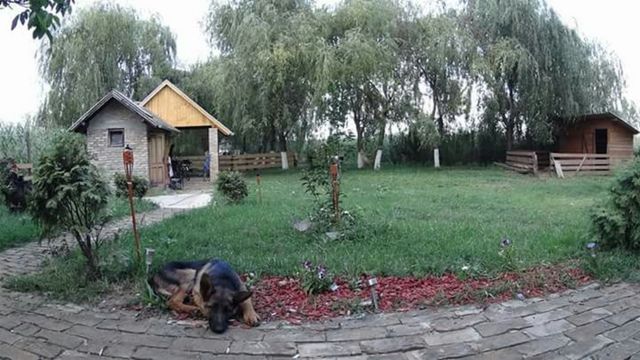 animal dog