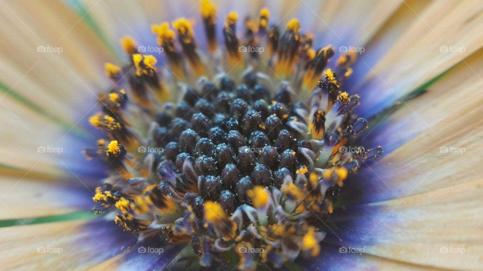 a close look at a flower