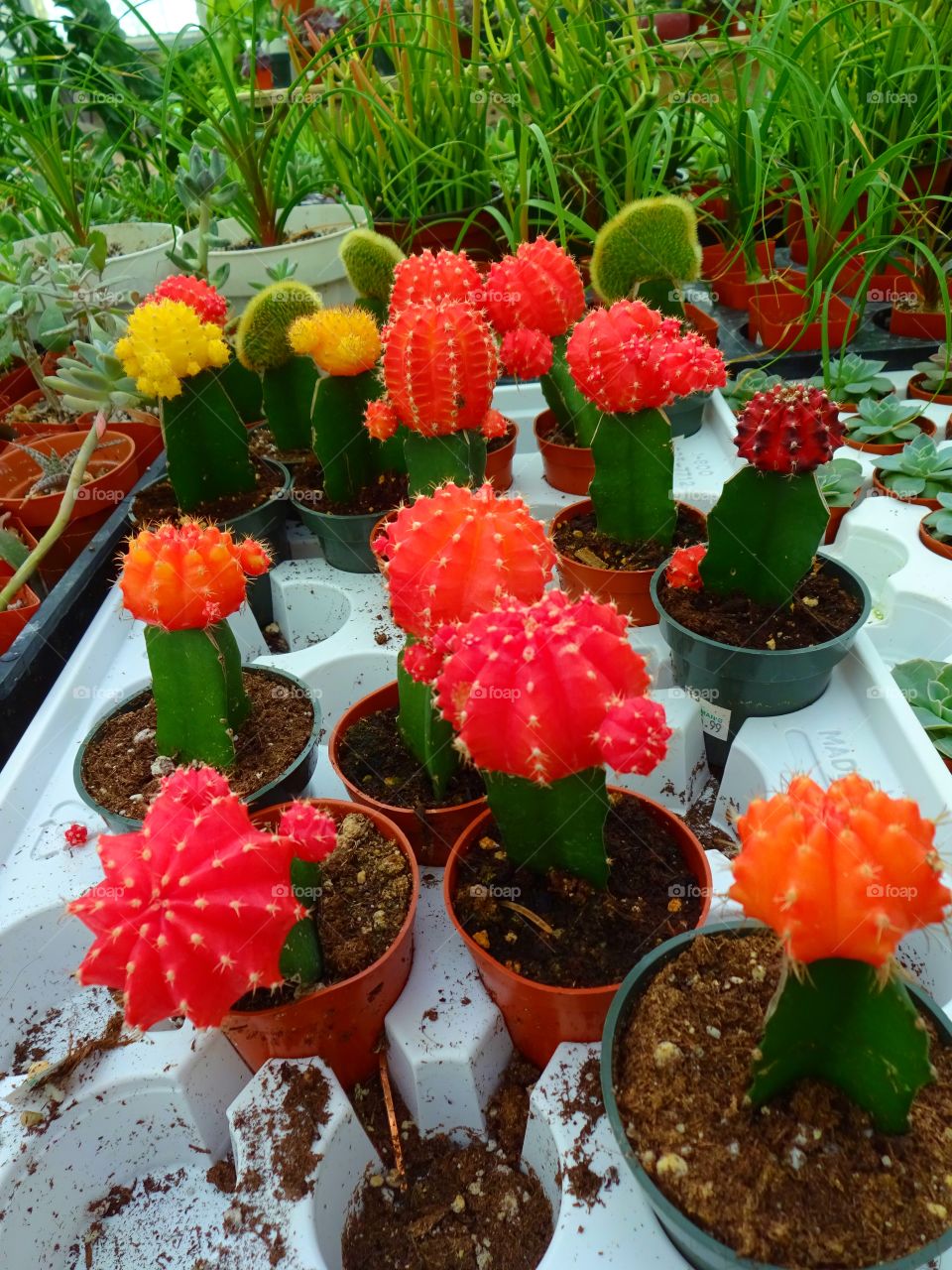 cacti