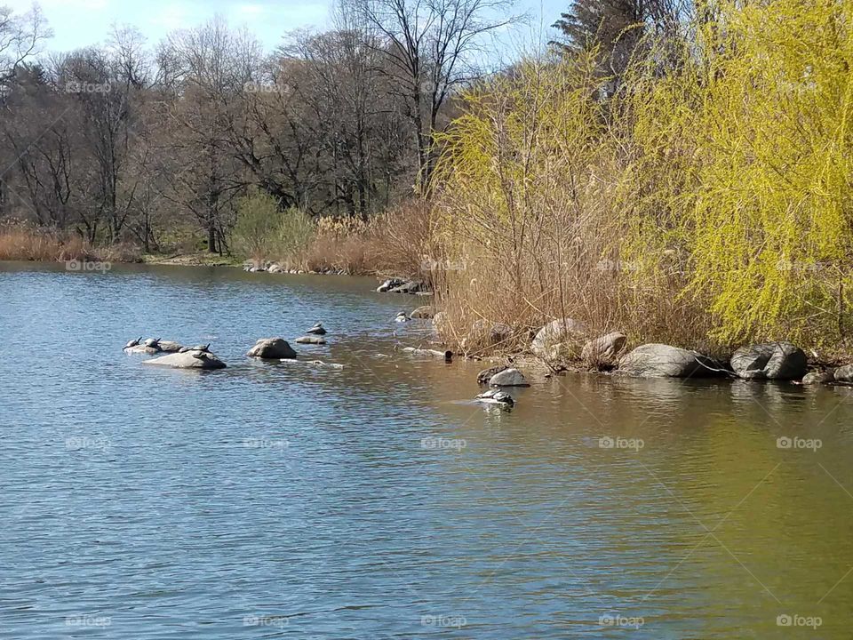 Turtles Basking in Prospect Park
