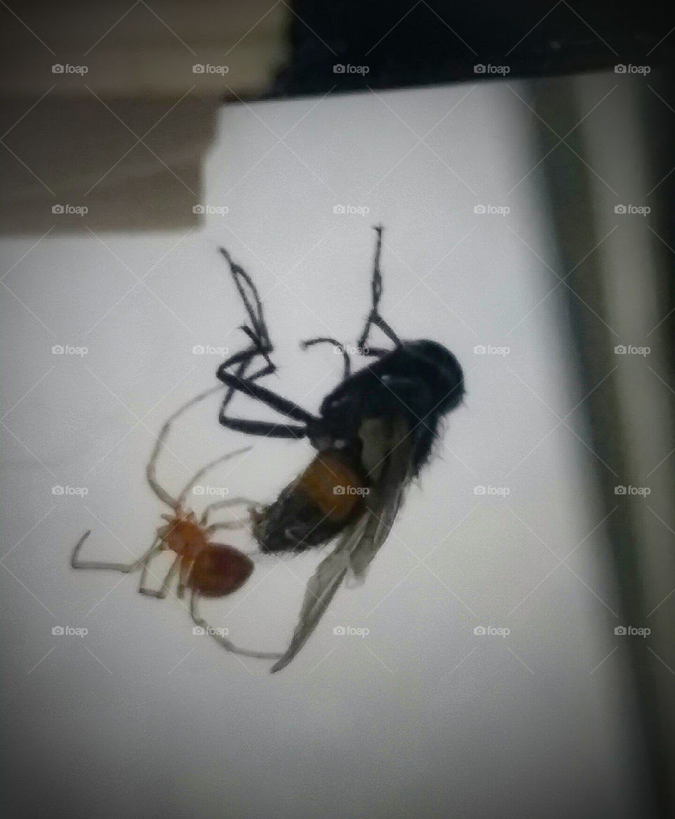 Fly & Spider