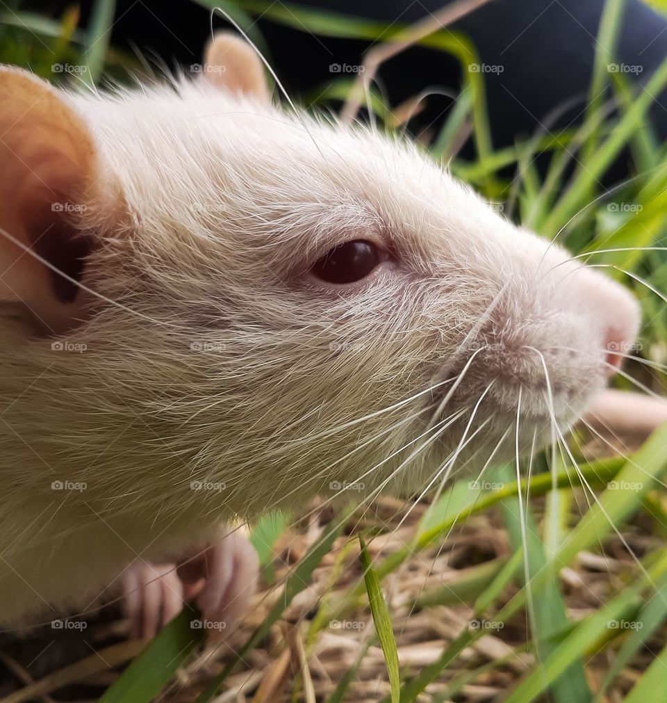 Portrait of a domestic rat