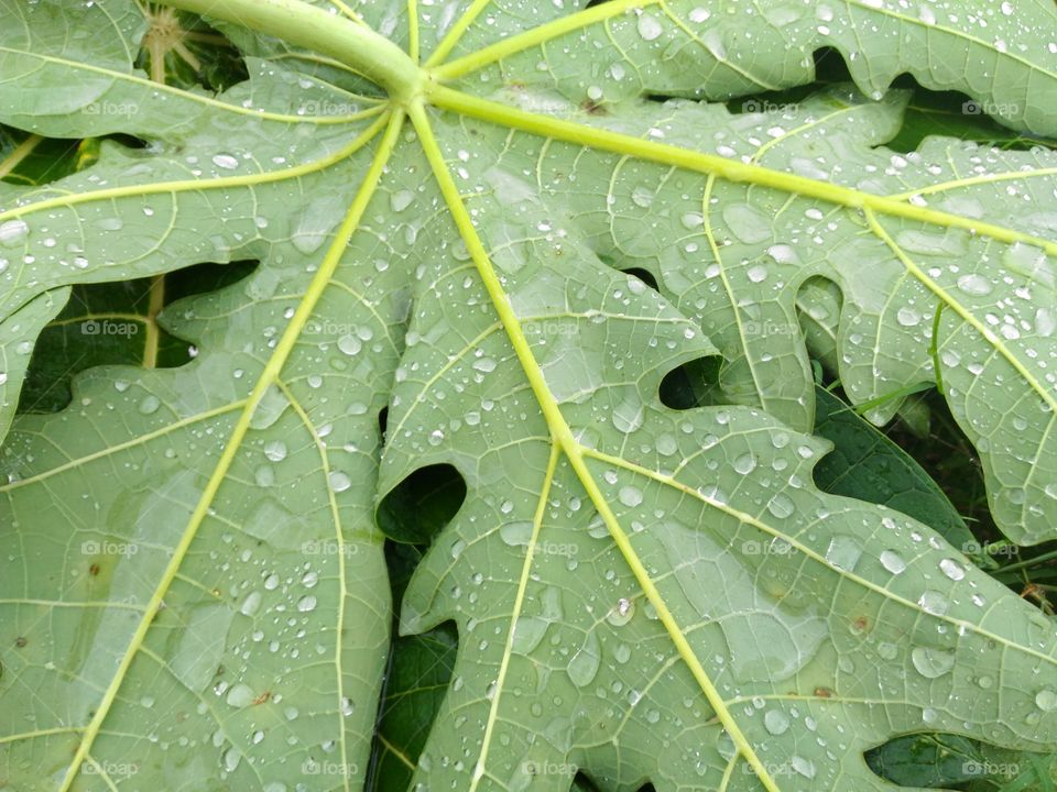 Leaf after rain
