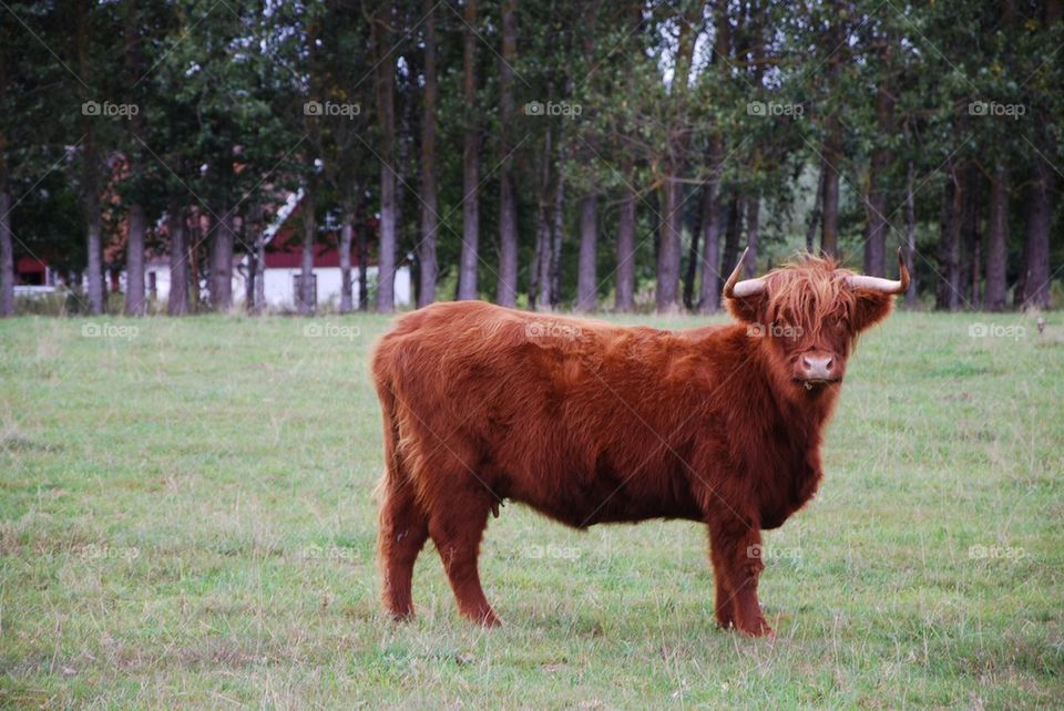 sweden field revingehed cattle by humlabumla1