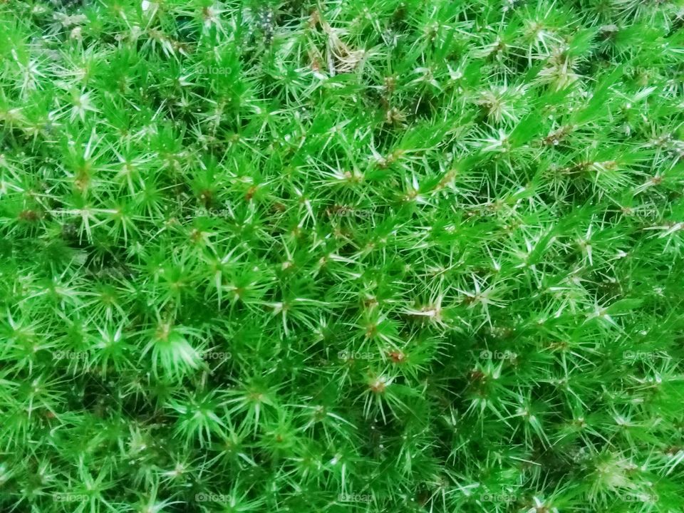Fresh moss photo that has beautiful green color and very interesting shape