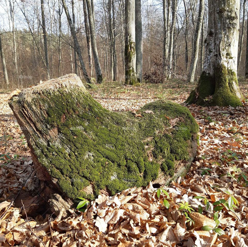 ліс,мох