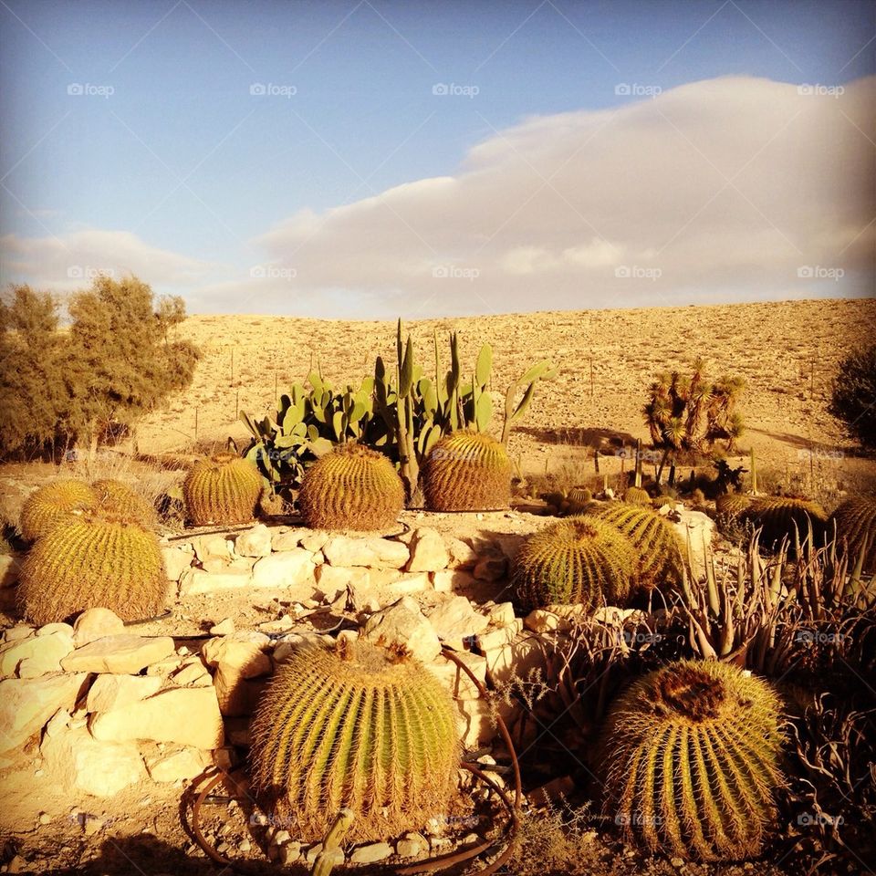 Cacti in Negev desert