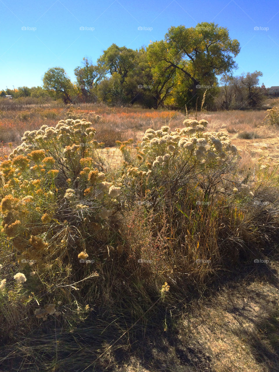 Thistles in the fall