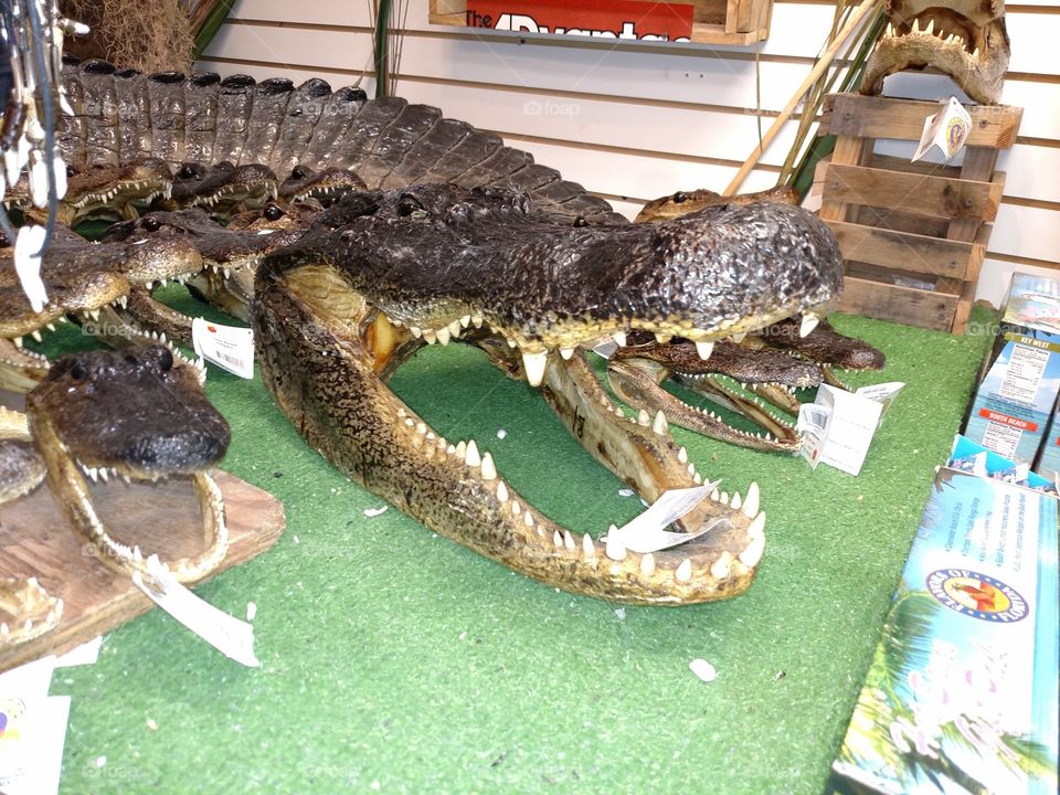 Gator. They sell gator heads in Florida.
