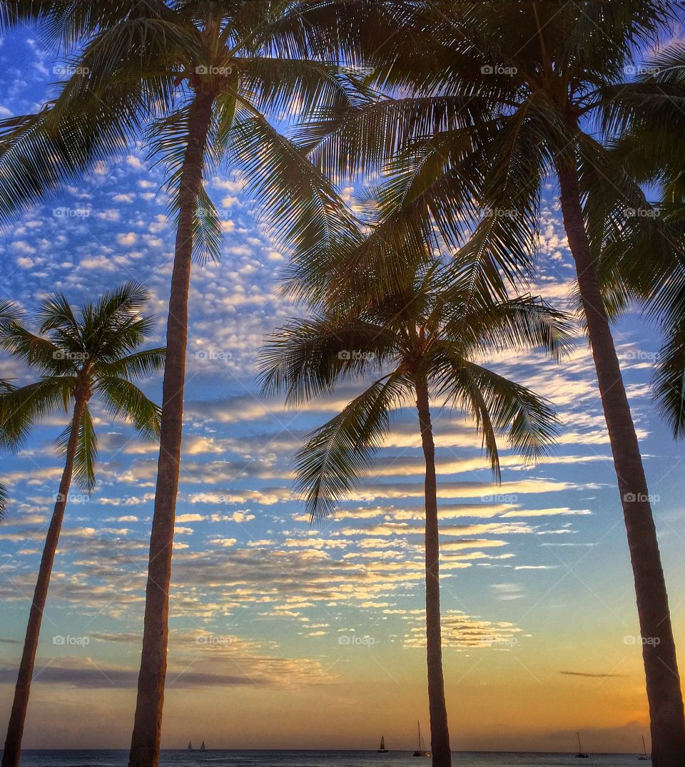 Sunset palms