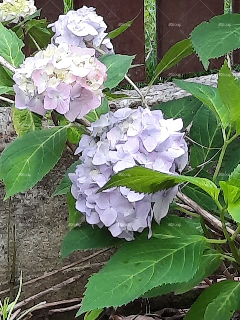 evolution of hydrangea flowers