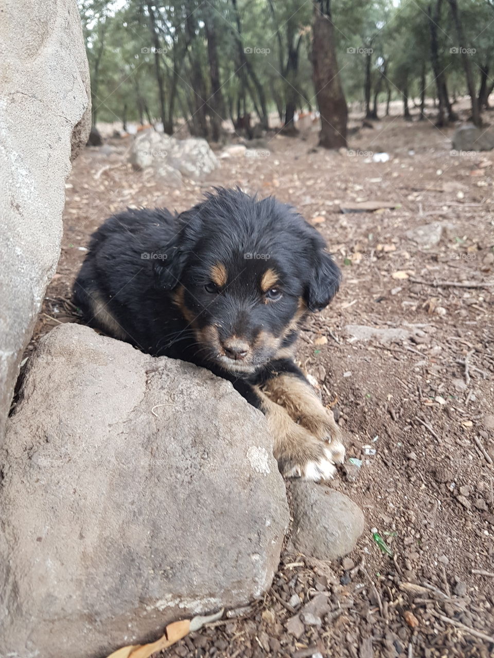 Close-up of dog in forest
