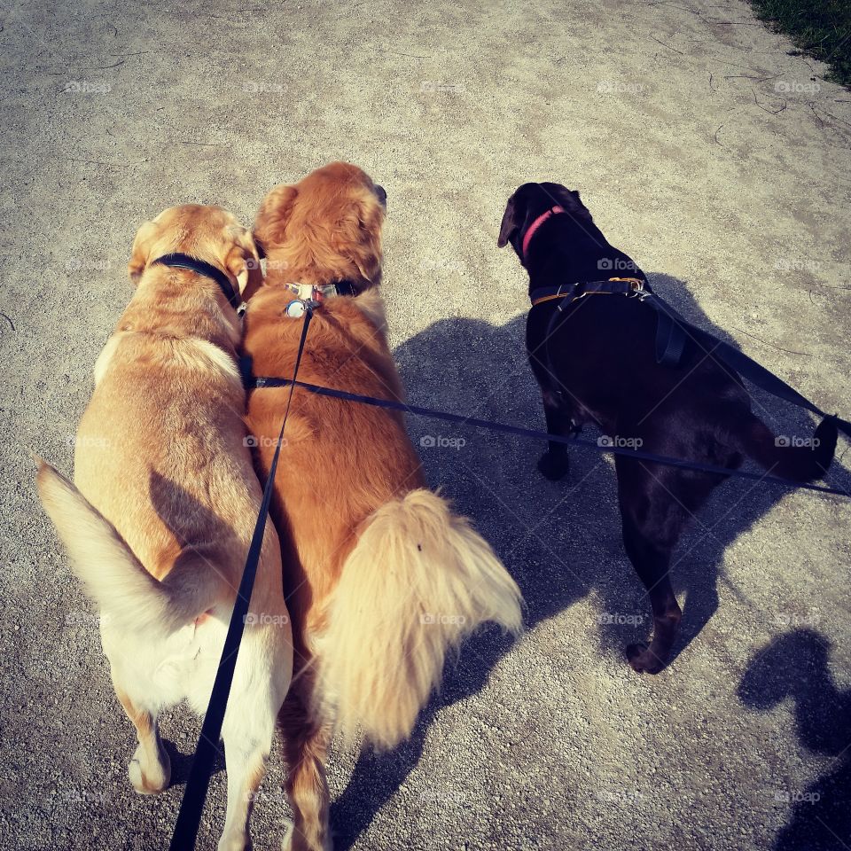 3 Best Friends. Walking with my golden and my friend's labs =)