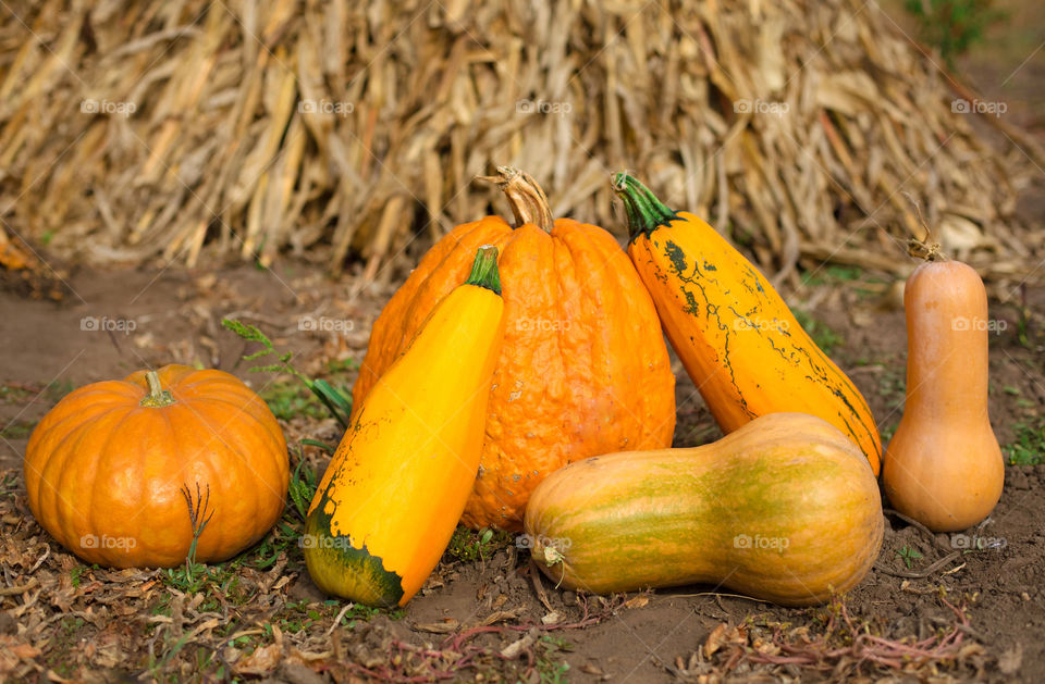 Pumpkin, Halloween, Fall, Pasture, Thanksgiving