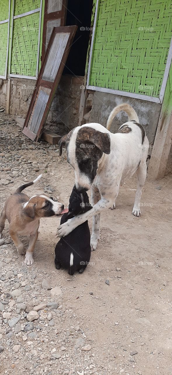 A mother dog loves her cub