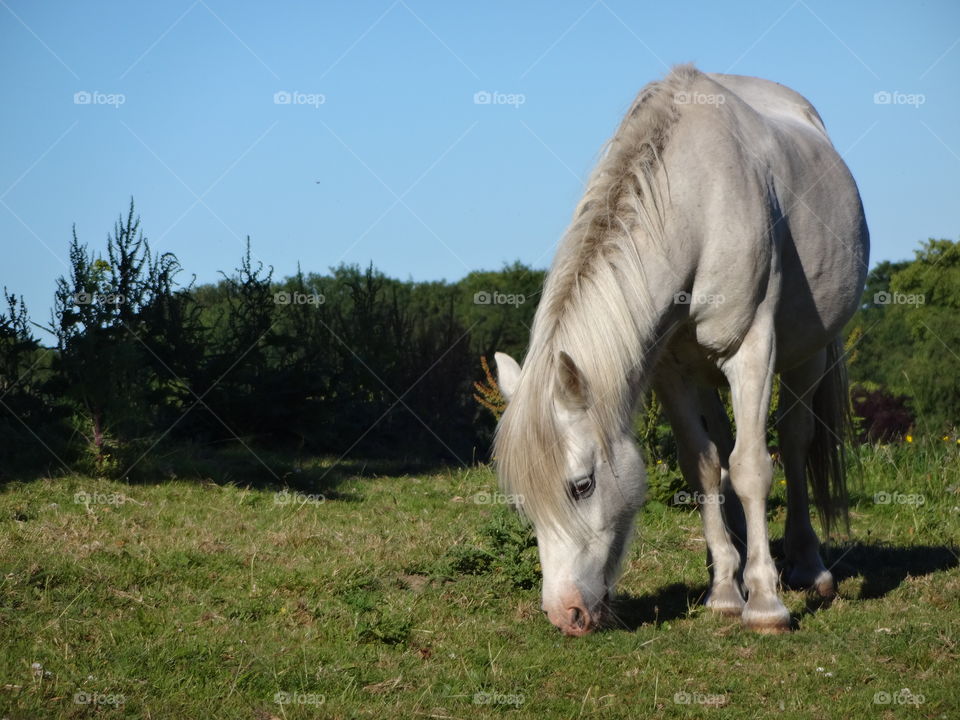 beautiful pony