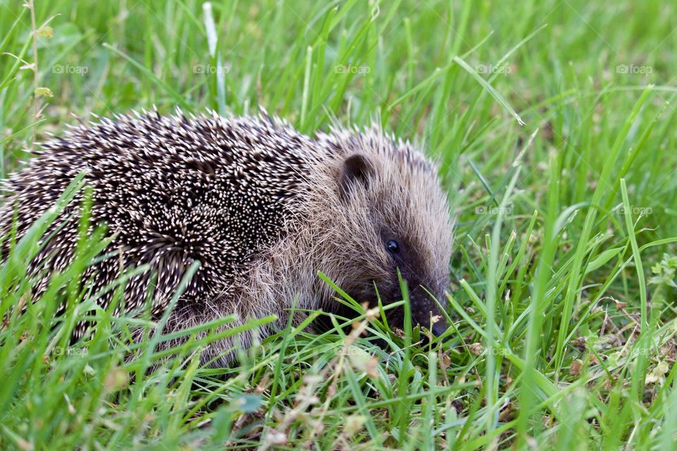 Cute Hedgehog In Backyard Garden Searching Food