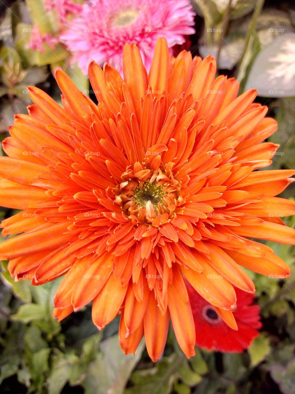 Gerbera Flower