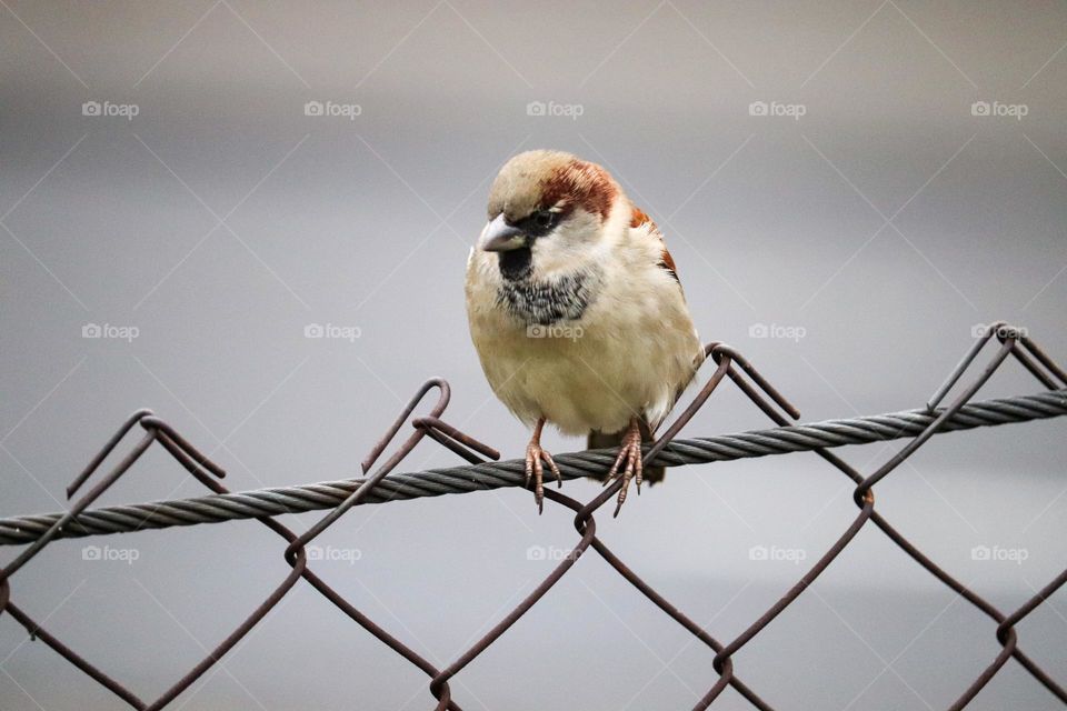 A sparrow on a wire fence