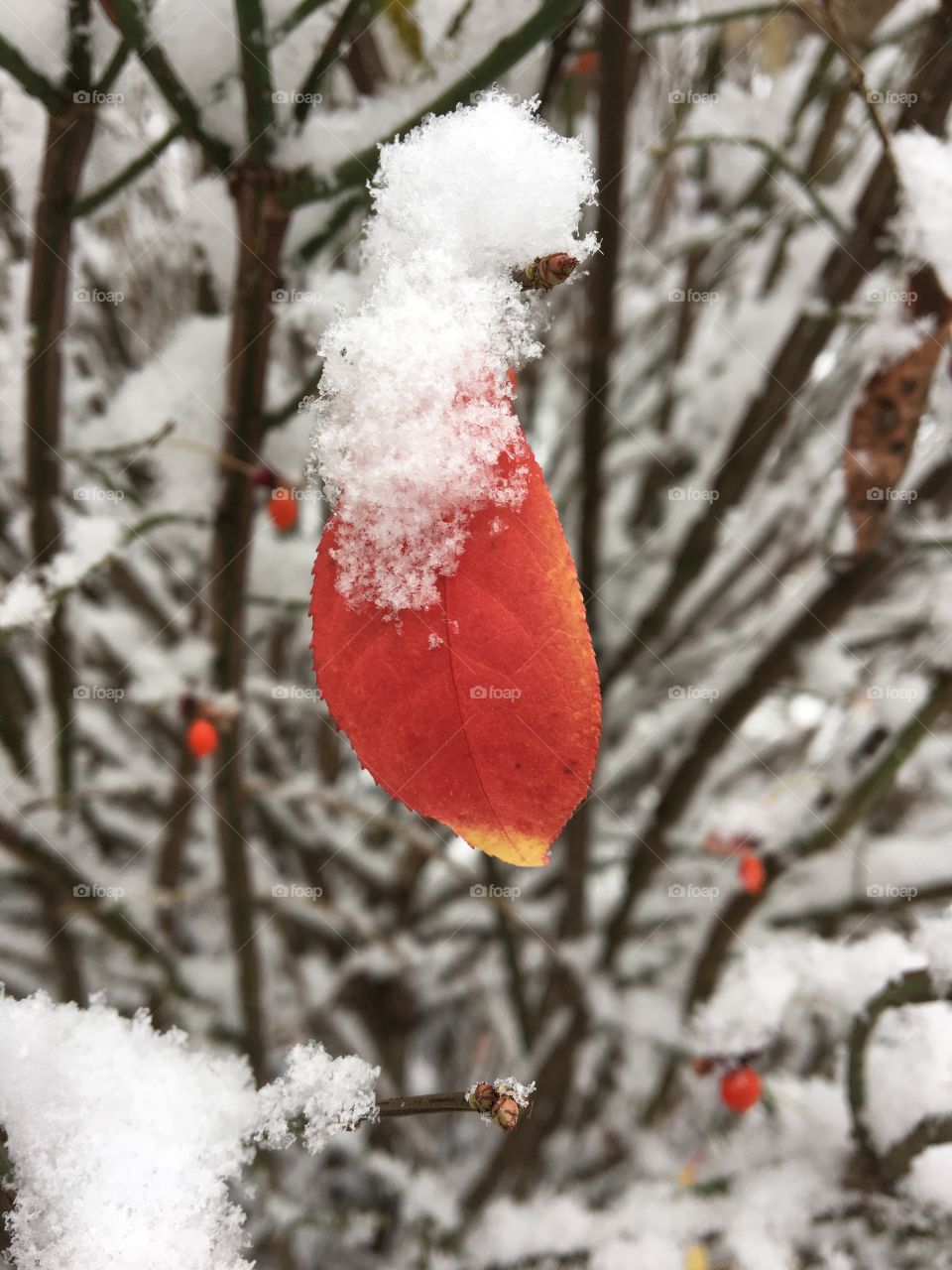 Close-up of frozen autumn leaf