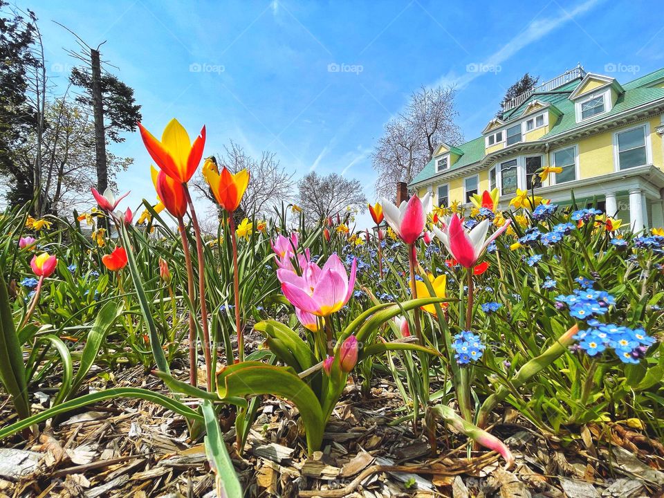 Spring flowers in a garden 