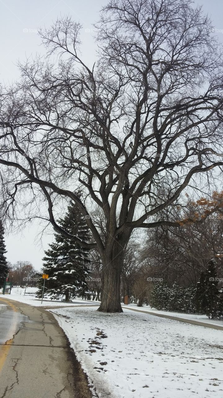 winter elm