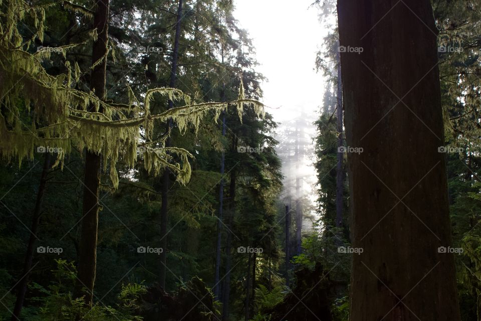 Natural Light cutting through the fog above sequoias at Jedidiah Smith Redwood State Park in Crescent City, California USA 