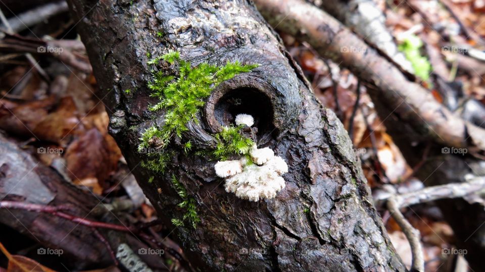 Mushroom and Moss 