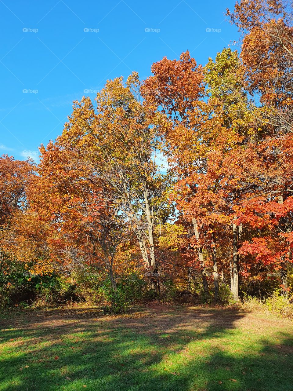 Autumn park