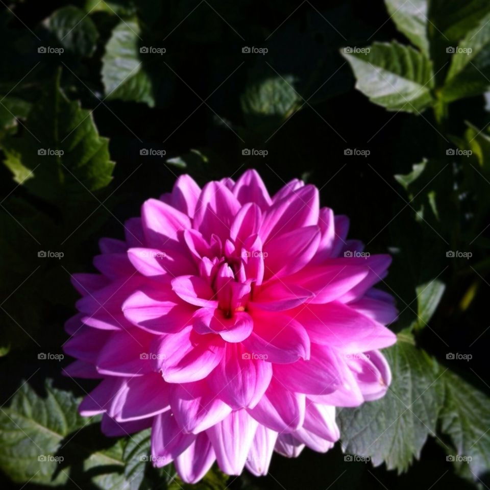 Dahlia