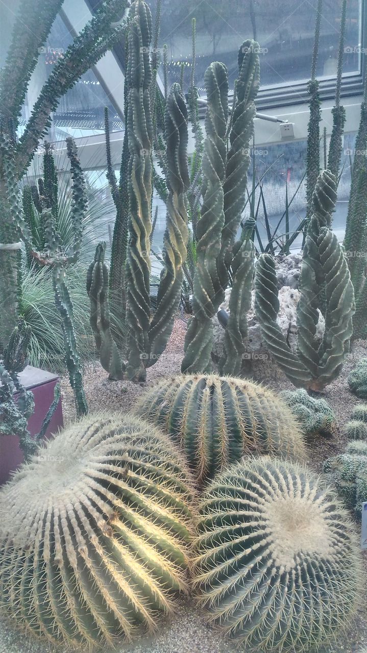 cactus plant..